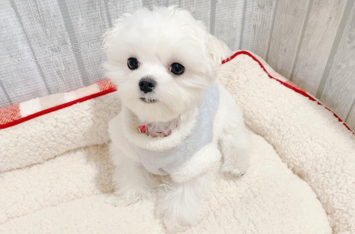 �t��ata malt�zsk�ho ov��ka k dispozici