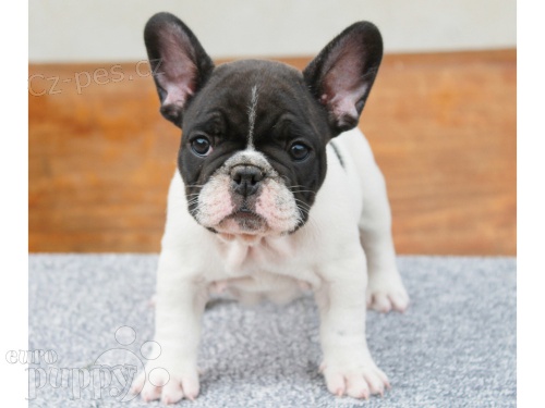 �t��ata francouzsk�ho buldo�ka