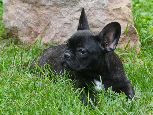 �t��ata francouzsk�ho buldo�ka