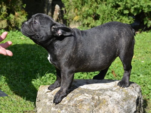 �t��ata francouzsk�ho buldo�ka