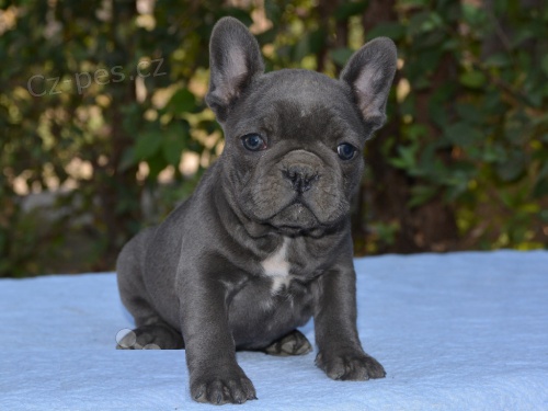 �t��ata francouzsk�ho buldo�ka