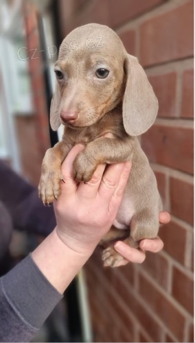 Jezev��k �t���tka s PP k odb�ru.