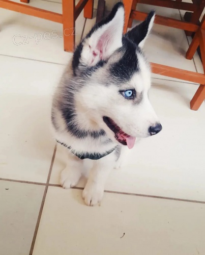 Husky na prodej