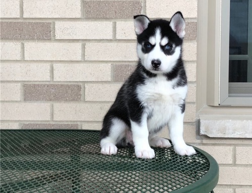 �t��ata sibi�sk�ho huskyho