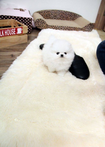 Roztomil� �t��ata pomeransk�ho ov��ka