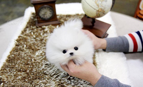 Kr�sn� �t��ata pomeraniana