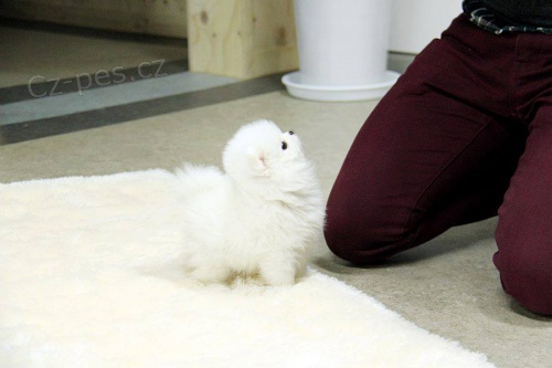 Kr�sn� �t��ata pomeraniana