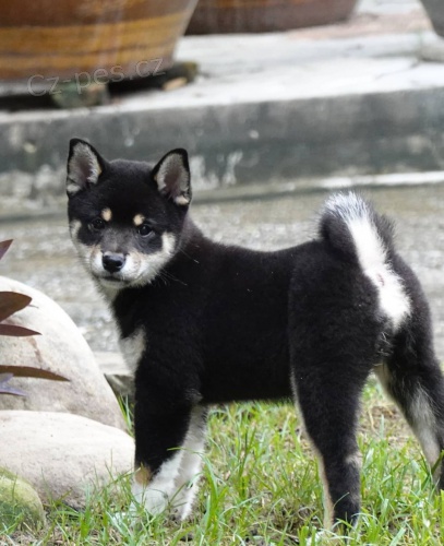 2 �t��ata Akita Inu