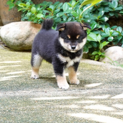 2 �t��ata Akita Inu