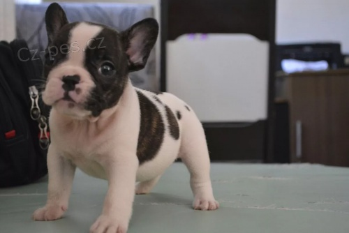 3 �t��ata francouzsk�ho buldo�ka