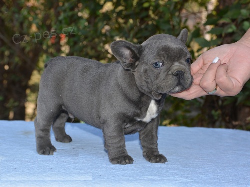 3 �t��ata francouzsk�ho buldo�ka