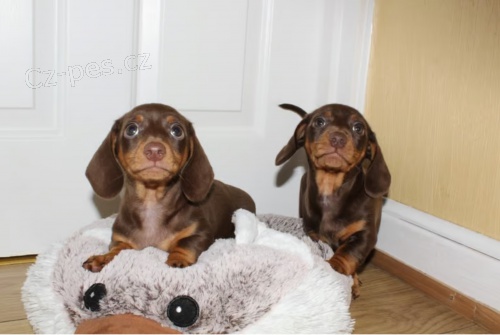 �t���tka jezev��ka s PP FCI