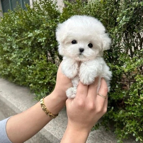 �t��ata bi�onka