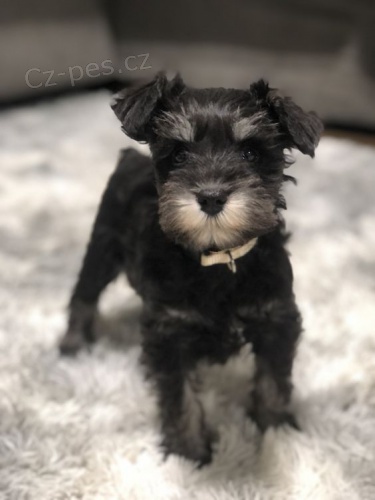 Kn�ra� mal� �t���tka