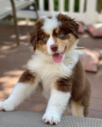 �t��ata australsk�ho ov��ka