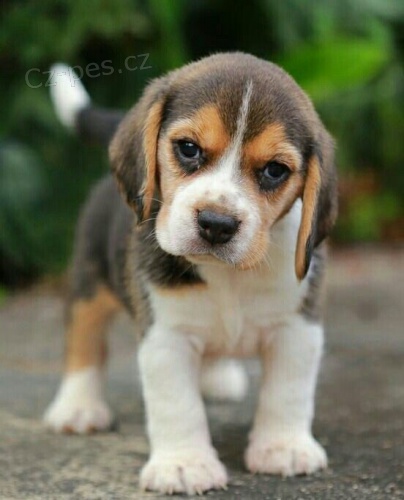 �t��ata b�gla