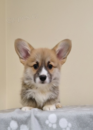 Vel�sk� Corgi Pembroke �t��ata