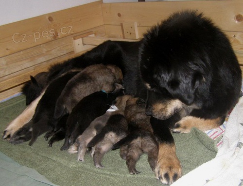 Tibetsk� doga �t��ata  s PP