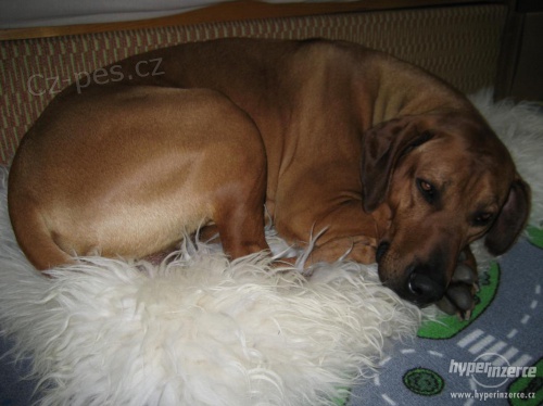 Rhodesk� ridgeback kryt�