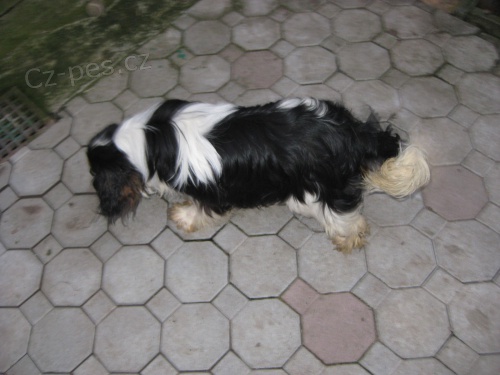 pejsek Kaval�r King Charles �pan�l