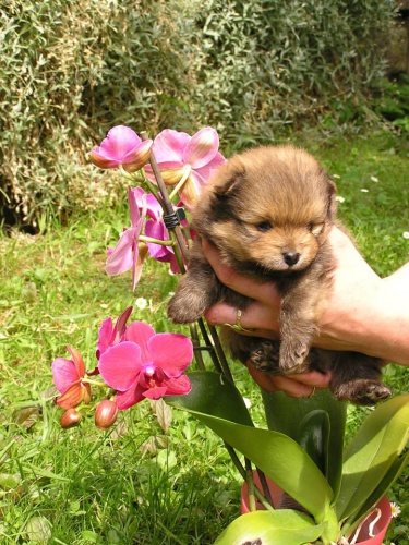 N�meck� �pic mal� oran�ov�,orange-sable,cr�me -sable