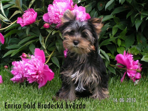 Jork��rsk� teri�r s PP