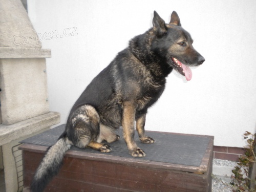 N�meck� ov��k vlko�ed� s PP