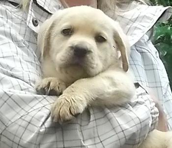 Labradorsk� retriever s PP