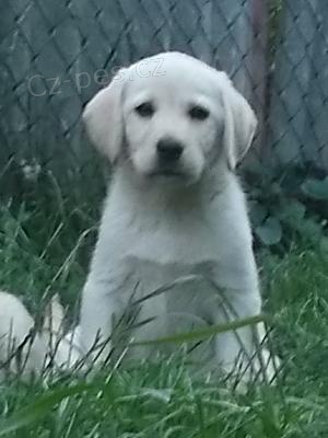 �lut� a smetanov� �t��ata LR s PP