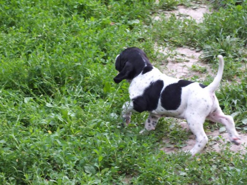 �t���tka Auvergn�sk�ho kr�tkosrst�ho oha�e