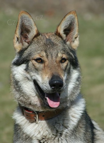 �eskoslovensk� vl��k s PP