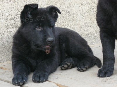 N�meck� ov��k - celo�ern� fenka