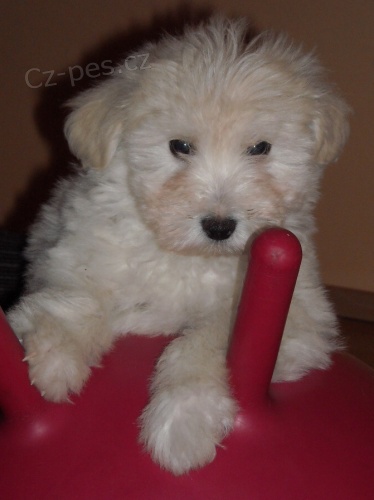 Bolo�sk� ps�k barevn�