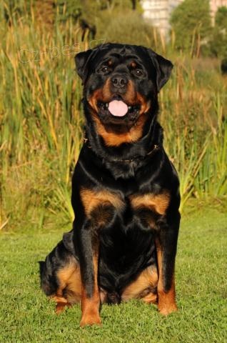 Rotvajler �t��ata s PP