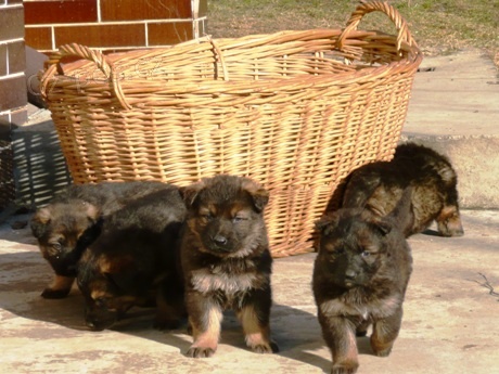 Prod�m �t��ata NO s PP