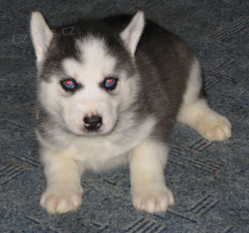 Sibi�sk� husky-