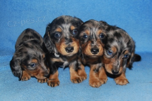 �t��ata jezev��ka