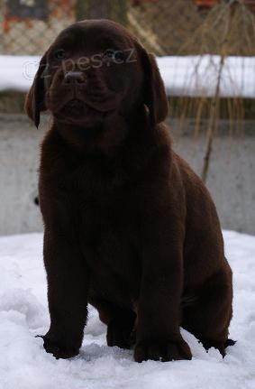 Labradorsk� retriever-�ern� a �okol�dov� �t�n�tka s PP