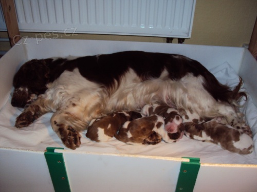 Prod�m �t���tka WSS