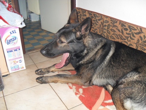 Hled� se fena na kryt� 