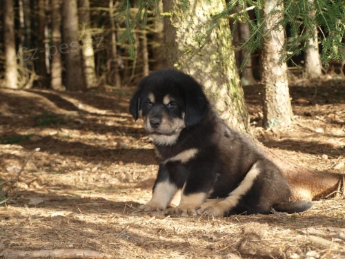 Tibetsk� doga - �t��ata bez PP