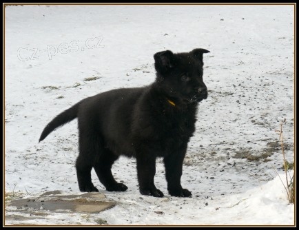 N�meck� ov��k - celo�ern� fenka