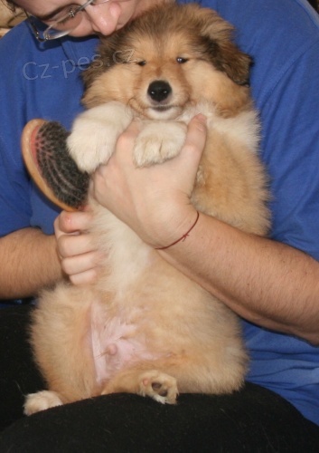 Kolie dlouhosrst� - zlat� �t���tka