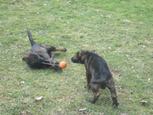 �t��ata N�meck�ho ov��ka