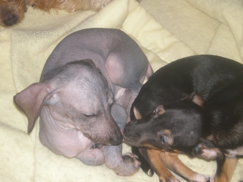 Peru�nsk� nah��