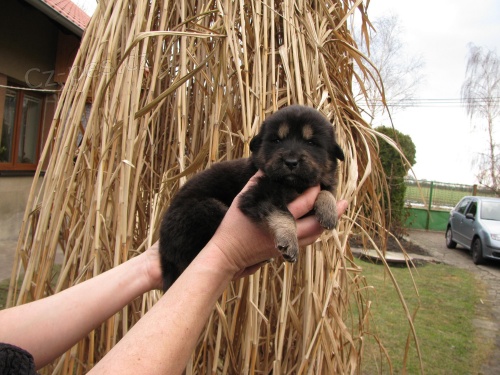 Tibetsk� doga, �t��ata