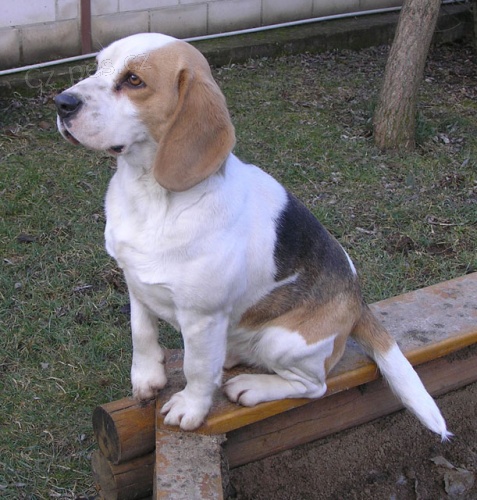 B�gl - hled�me �enicha pro na�i sle�nu