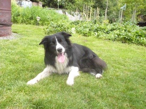 nab�z�m p�kn�ho psa ke kryt�