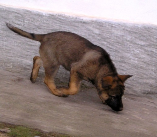 N�meck� ov��k s PP pracovn� chov