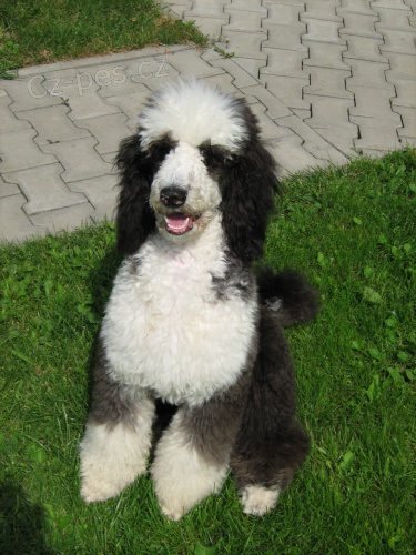 Pudl kr�lovsk�  - nab�dka kryt�